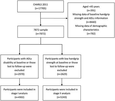 Bidirectional association between handgrip strength and ADLs disability: a prospective cohort study